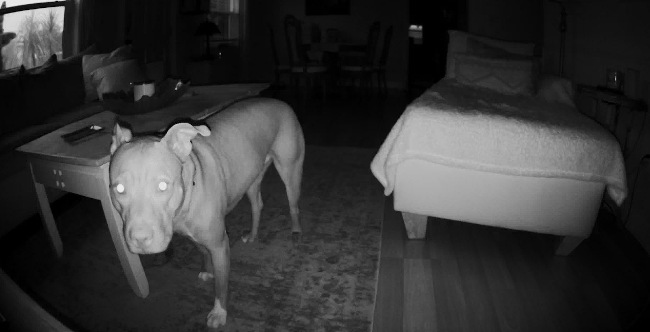 Snimanje kućnih ljubimaca